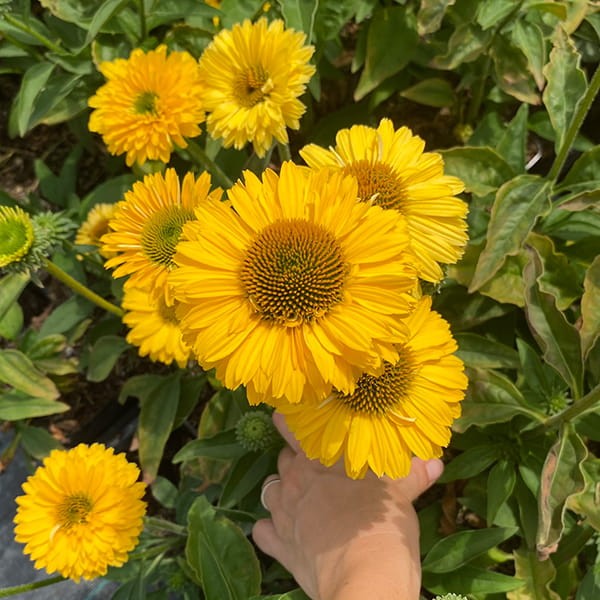 Echinacea hybrida | SunSeekers Golden Sun P14