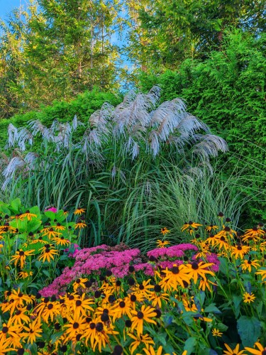 Miskant chiński 'Memory' Miscanthus P11