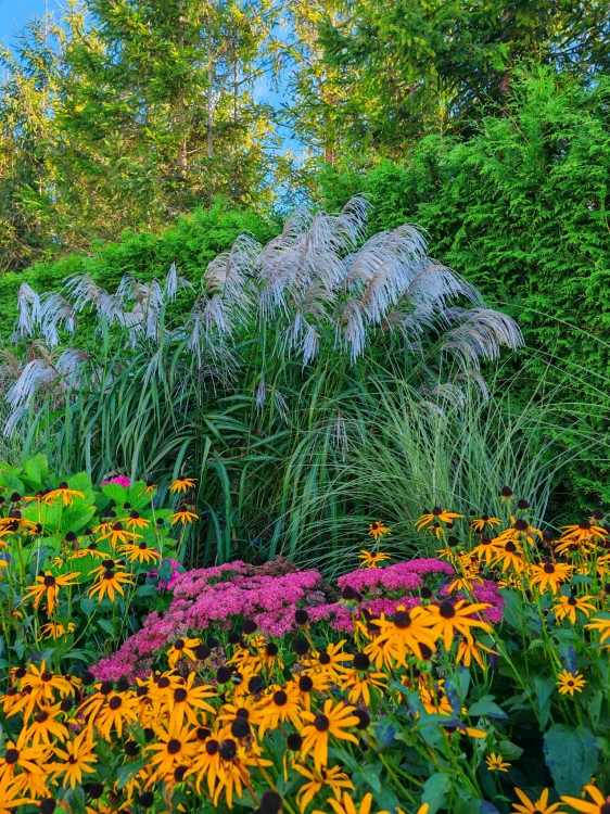 Miskant chiński 'Memory' Miscanthus P11