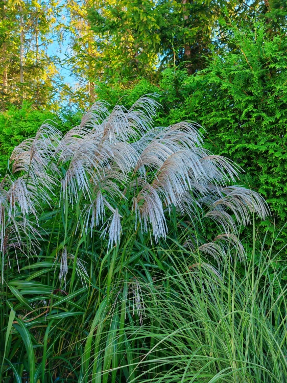 Miskant chiński 'Memory' Miscanthus P11