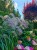 Miskant chiński 'Memory' Miscanthus P11