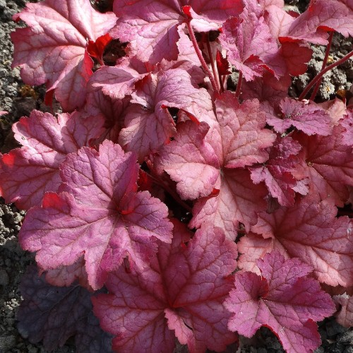 Żurawka Berry Smoothie Heuchera P11