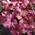 Żurawka Berry Smoothie Heuchera P11