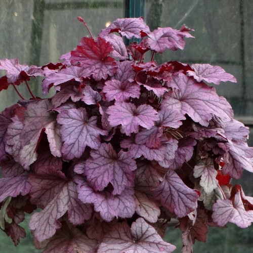 Żurawka Berry Smoothie Heuchera P11
