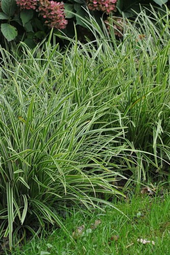 Turzyca 'Ice Dance' Carex P11