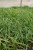 Turzyca 'Ice Dance' Carex P11