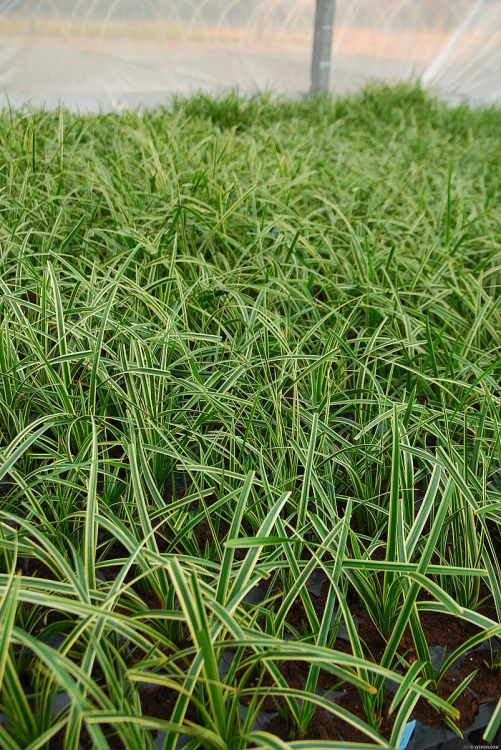 Turzyca 'Ice Dance' Carex P11