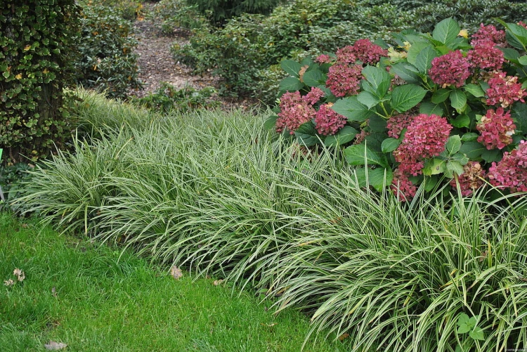 Turzyca 'Ice Dance' Carex P11