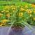 Turzyca 'Ice Dance' Carex P11