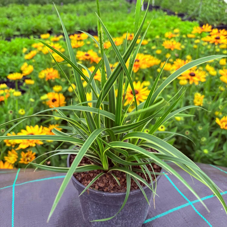 Turzyca 'Ice Dance' Carex P11