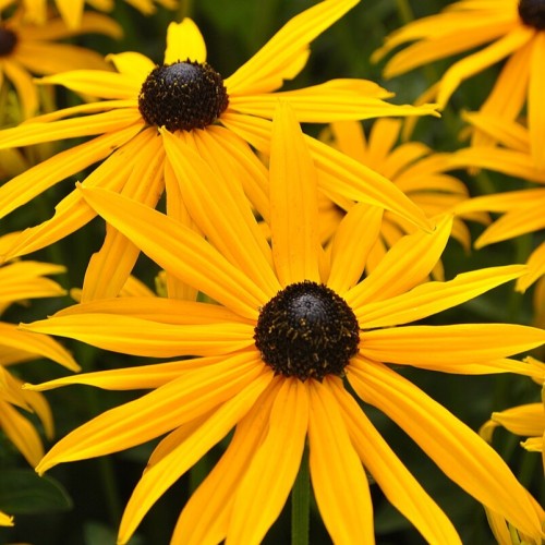 Rudbekia błyskotliwa Goldsturm Rudbeckia fulgida P9