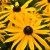 Rudbekia błyskotliwa Goldsturm Rudbeckia fulgida P9