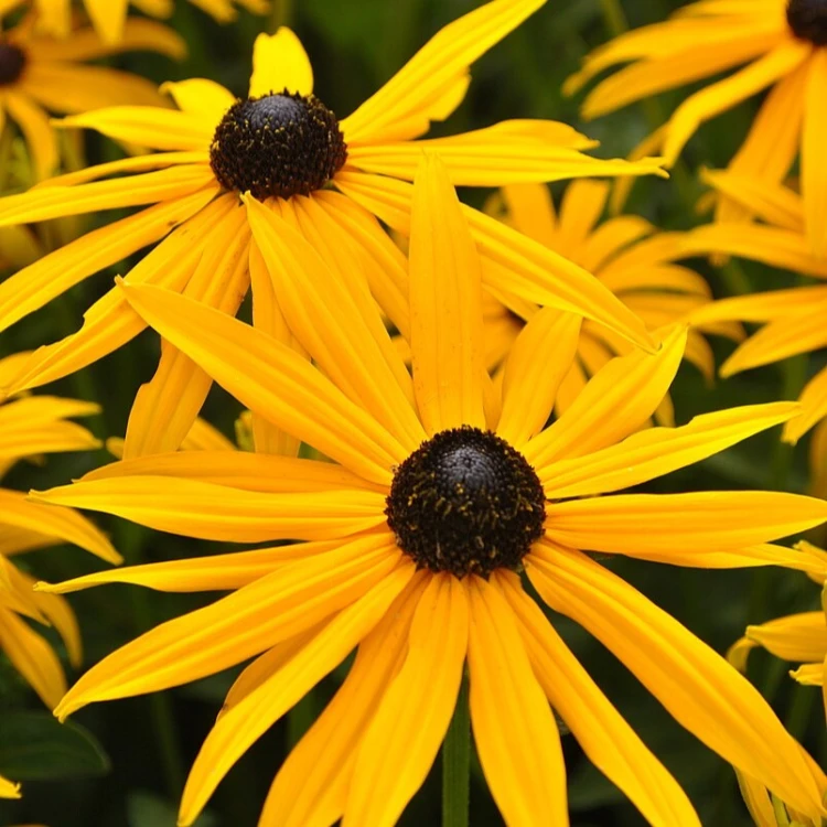 Rudbekia błyskotliwa Goldsturm Rudbeckia fulgida P9
