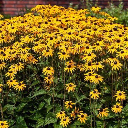 Rudbekia błyskotliwa Goldsturm Rudbeckia fulgida P9