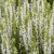 Szałwia omszona BIAŁA Sensation White Salvia nemorosa P11