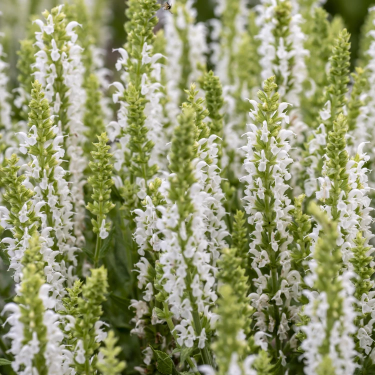 Szałwia omszona BIAŁA Sensation White Salvia nemorosa P11