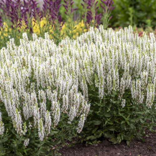Szałwia omszona BIAŁA Sensation White Salvia nemorosa P11