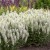 Szałwia omszona BIAŁA Sensation White Salvia nemorosa P11