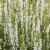 Szałwia omszona BIAŁA Sensation White Salvia nemorosa P11