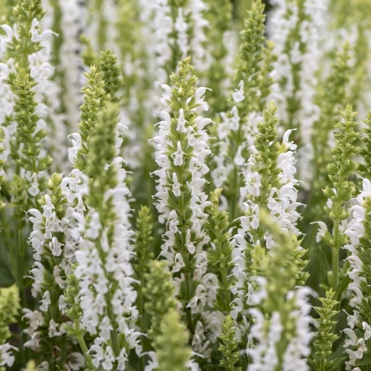 Szałwia omszona BIAŁA Sensation White Salvia nemorosa P11