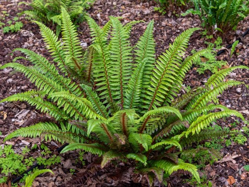 Paprotnik łuskowaty Polystichum neolobatum P11