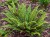 Paprotnik łuskowaty Polystichum neolobatum P11