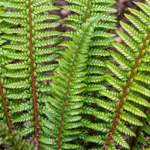 Paprotnik łuskowaty Polystichum neolobatum P11