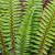 Paprotnik łuskowaty Polystichum neolobatum P11