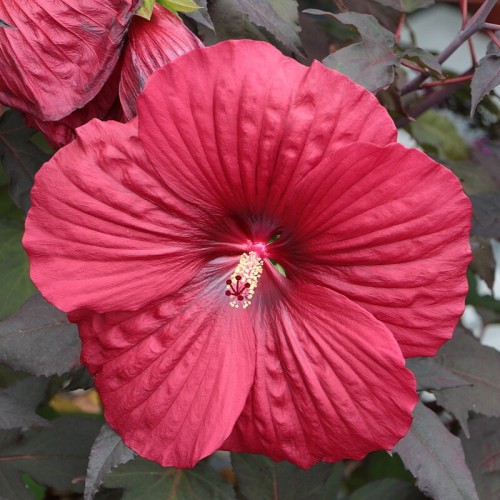 Hibiskus Summerific Holy Grail  Hibiscus P11