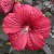 Hibiskus Summerific Holy Grail  Hibiscus P11