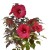 Hibiskus Summerific Holy Grail  Hibiscus P11
