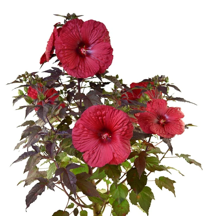 Hibiskus Summerific Holy Grail  Hibiscus P11