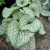 Brunnera Sea Heart Brunnera macrophylla P11