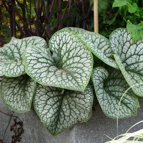 Brunnera Sea Heart Brunnera macrophylla P11