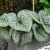 Brunnera Sea Heart Brunnera macrophylla P11