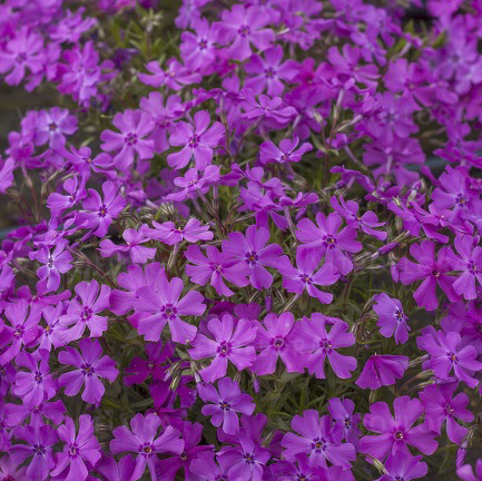 Floks szydlasty Phlox subulata Spring Purple P11