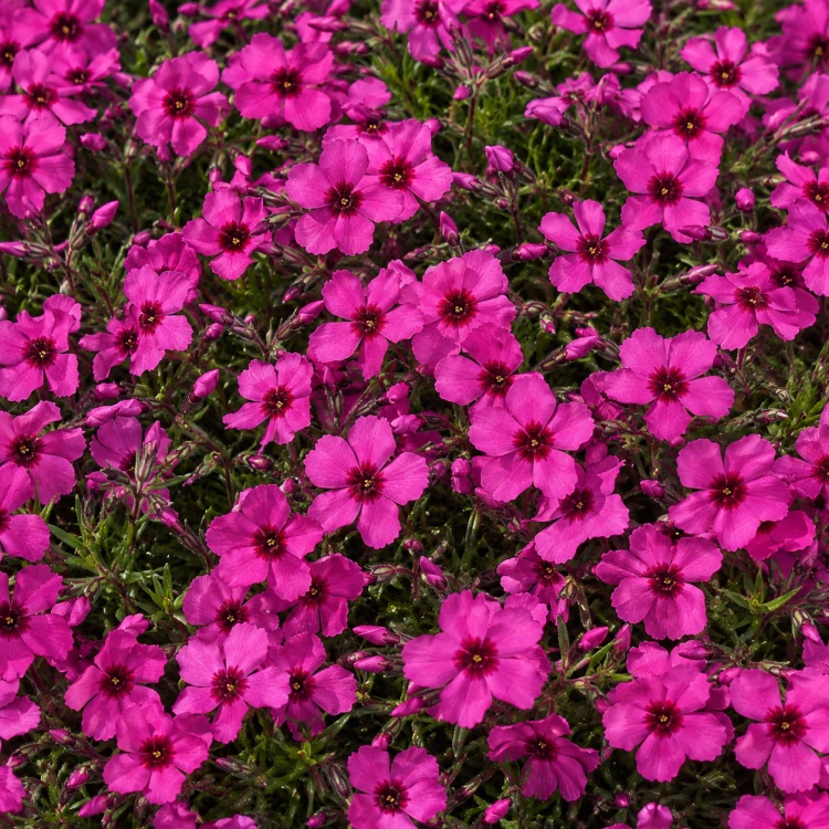Floks szydlasty Phlox subulata Spring Scarlet P11