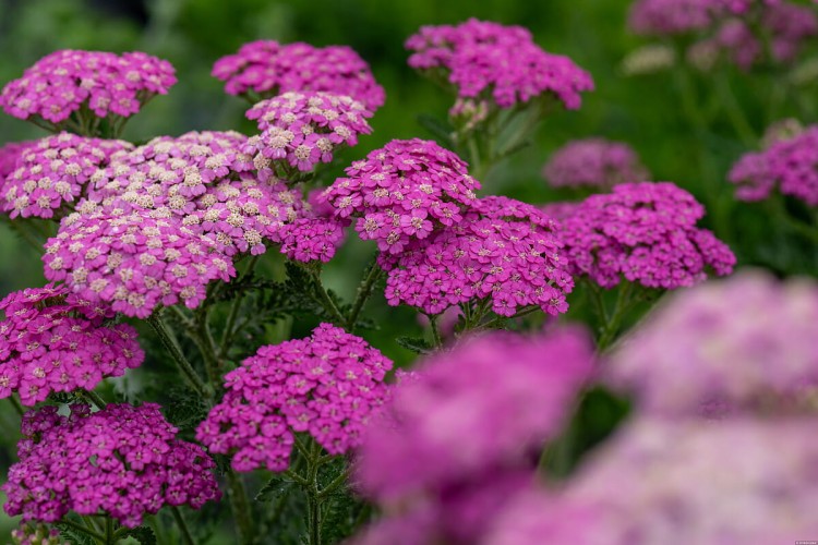pretty-belinda_achillea-millefolium_75493_4.jpg
