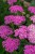 pretty-belinda_achillea-millefolium_75493_3.jpg