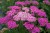 pretty-belinda_achillea-millefolium_75493_2.jpg