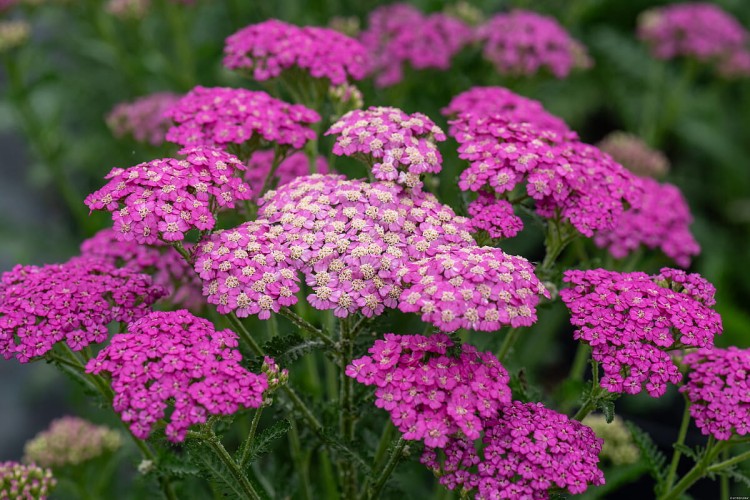 pretty-belinda_achillea-millefolium_75493_2.jpg
