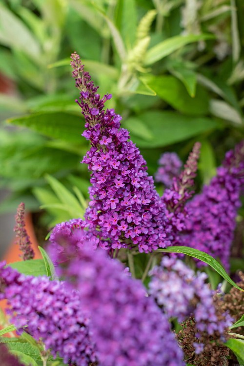 butterfly-candy-little-purple_buddleja-davidii_75480_1.jpg
