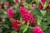 butterfly-candy-little-ruby_buddleja-davidii_75483_4.jpg