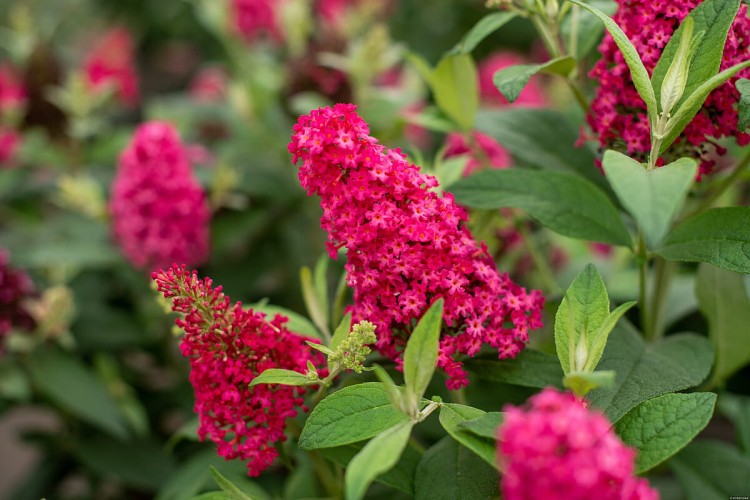 butterfly-candy-little-ruby_buddleja-davidii_75483_4.jpg