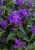 genti-blue_campanula-glomerata_72262_5.jpg
