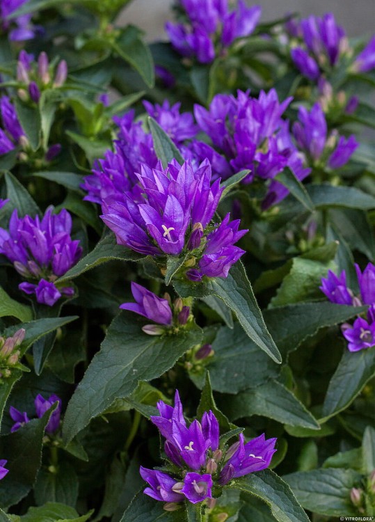 genti-blue_campanula-glomerata_72262_5.jpg