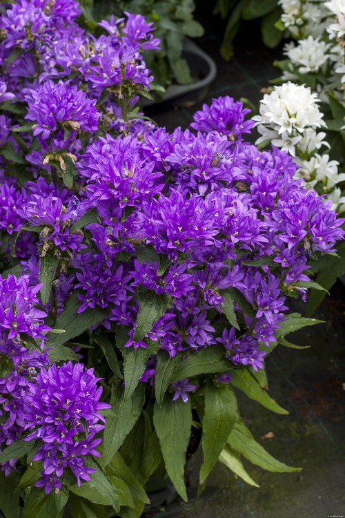 genti-blue_campanula-glomerata_72262_1.jpg