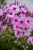 flame-pro-pink-pop_phlox-paniculata_76503_3.jpg