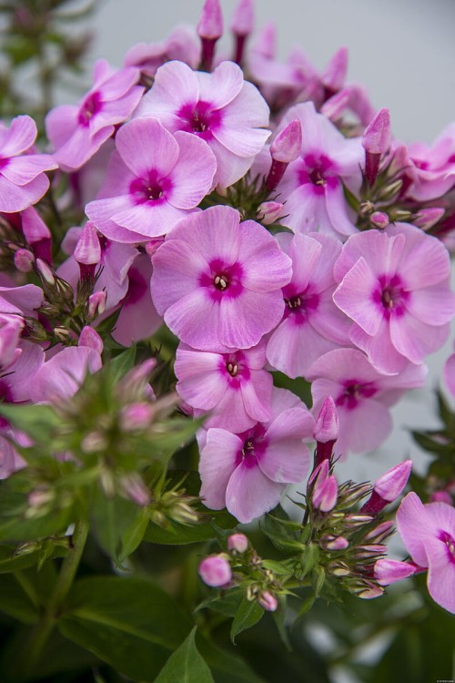 flame-pro-pink-pop_phlox-paniculata_76503_3.jpg