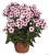 flame-pro-soft-pink_phlox-paniculata_76344_1.jpg